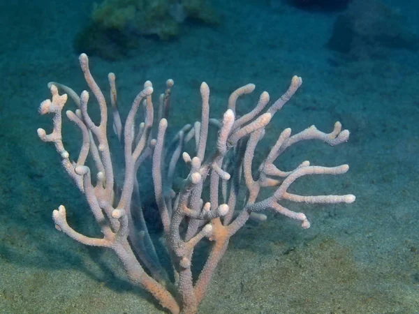 Gorgonian coral, Philippines, Luzon Island, Anilo — Stock Photo, Image