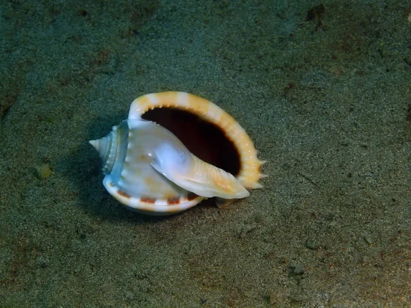 Shell of mollusc, Philippines, Luzon Island, Anilo — Stock Photo, Image