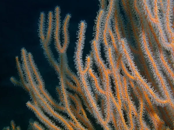 Gorgonian coral, Philippines, Luzon Island, Anilo — Stock Photo, Image
