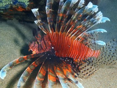 Scorpionfish, Filipinler, Luzon Adası, Anilo