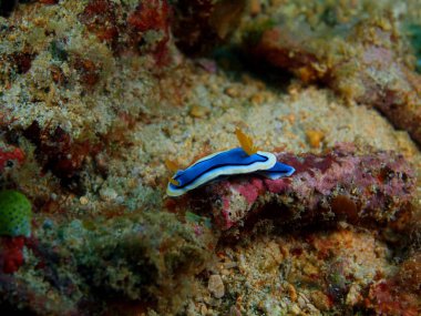Gerçek deniz yaratığı, Filipinler, Luzon Adası, Anilo