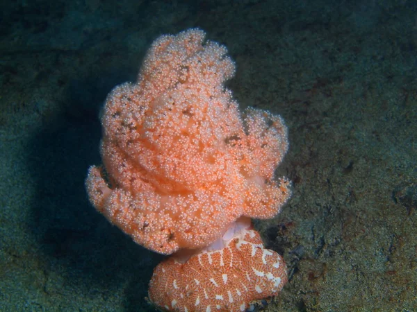 Мягкие кораллы, Филиппины, остров Лусон, Анило — стоковое фото