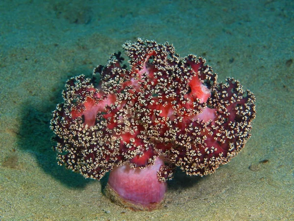Мягкие кораллы, Филиппины, остров Лусон, Анило — стоковое фото