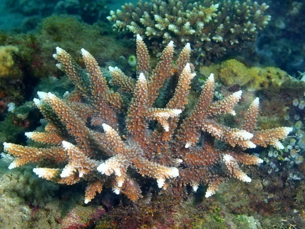 Coral de pedra, Filipinas, Ilha de Luzon, Anilo — Fotografia de Stock