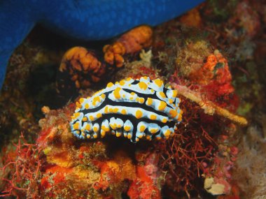 Gerçek deniz yaratığı, Filipinler, Luzon Adası, Anilo