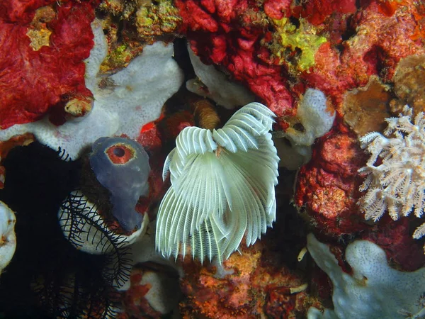 Tube worm, Philippines, Luzon Island, Anilo