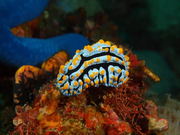 True sea slug, Philippines, Luzon Island, Anilo — Stock Photo, Image