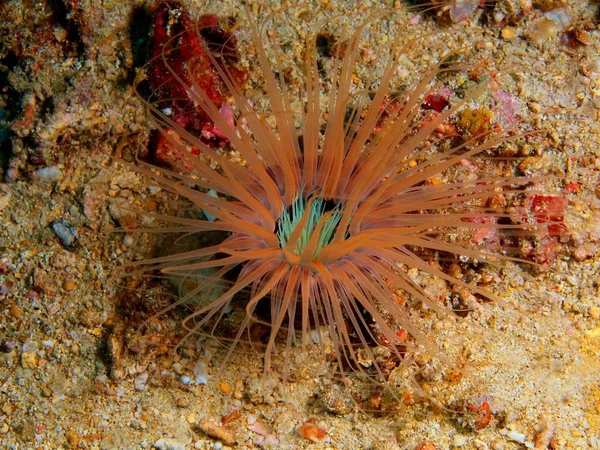 Zeeanemonen, Filippijnen, eiland Luzon, Anilo — Stockfoto