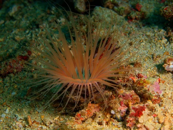 Sea anemone, Philippines, Luzon Island, Anilo — Stock Photo, Image