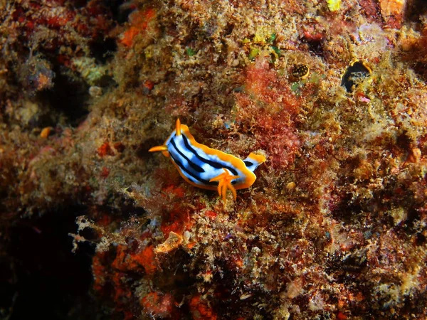 Verdadera babosa marina, Filipinas, Isla Luzón, Anilo — Foto de Stock