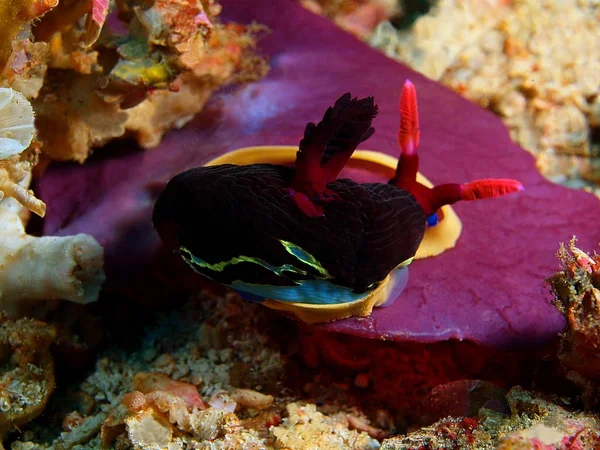 True sea slug, Filippine, Isola di Luzon, Anilo — Foto Stock