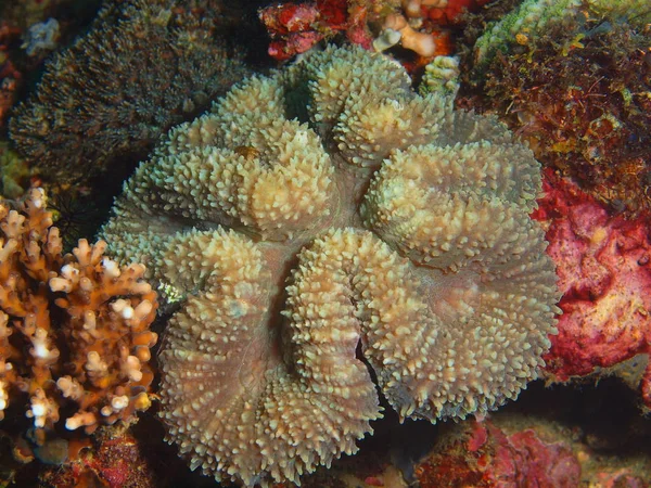 石サンゴ、フィリピン、ルソン島 Anilo — ストック写真