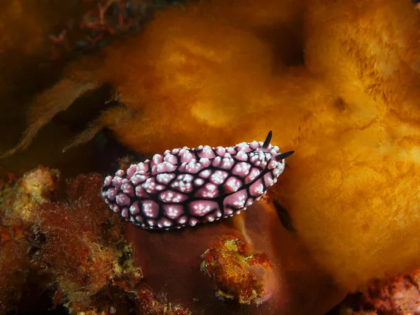 True sea slug, Philippines, Luzon Island, Anilo — Stock Photo, Image