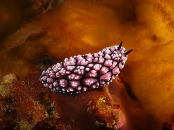 Verdadera babosa marina, Filipinas, Isla Luzón, Anilo —  Fotos de Stock