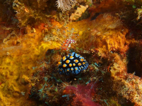Gerçek deniz yaratığı, Filipinler, Luzon Adası, Anilo — Stok fotoğraf