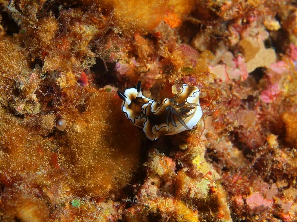 Verdadera babosa marina, Filipinas, Isla Luzón, Anilo —  Fotos de Stock