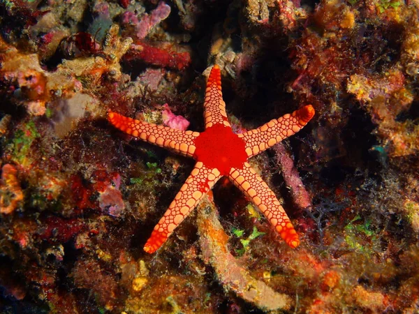 Starfish, Filipinas, Ilha de Luzon, Anilo — Fotografia de Stock