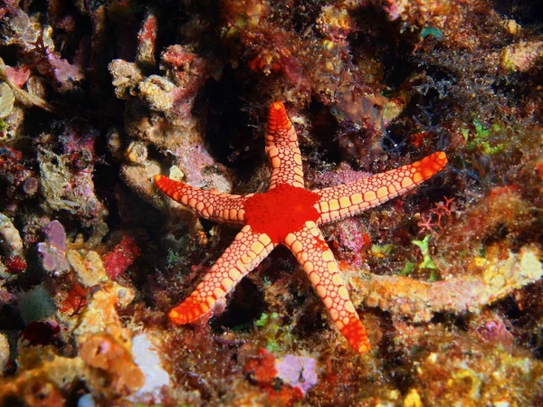 Zeester, Filippijnen, eiland Luzon, Anilo — Stockfoto