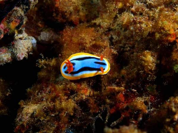 Sanna sea slug, Filippinerna, Luzon Island, Anilo — Stockfoto