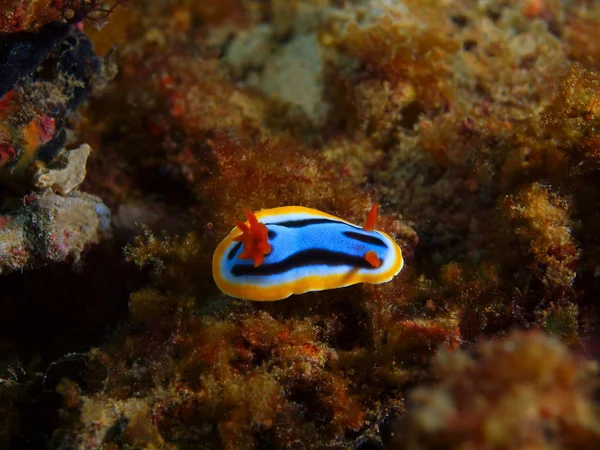 True sea slug, Philippines, Luzon Island, Anilo — Stock Photo, Image