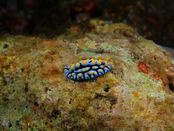 Gerçek deniz yaratığı, Filipinler, Luzon Adası, Anilo — Stok fotoğraf