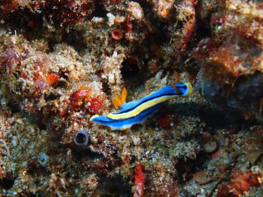Gerçek deniz yaratığı, Filipinler, Luzon Adası, Anilo