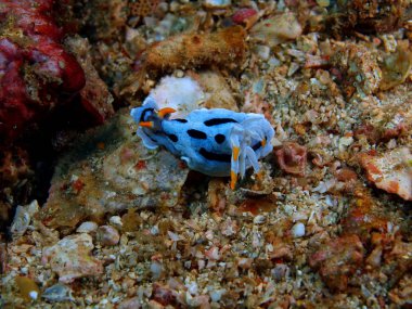 Gerçek deniz yaratığı, Filipinler, Luzon Adası, Anilo