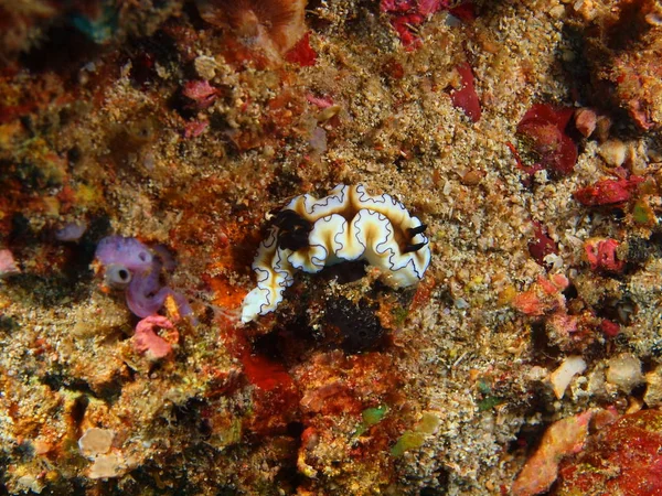 True sea slug, Filippine, Isola di Luzon, Anilo — Foto Stock