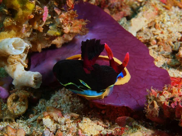Verdadera babosa marina, Filipinas, Isla Luzón, Anilo — Foto de Stock