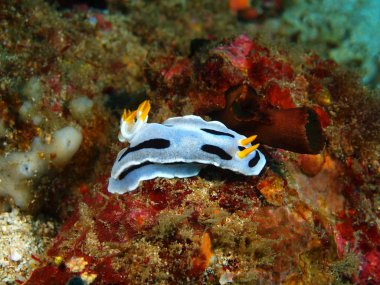Gerçek deniz yaratığı, Filipinler, Luzon Adası, Anilo