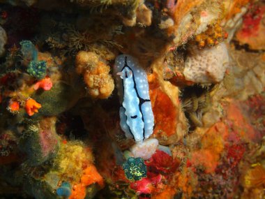 Gerçek deniz yaratığı, Filipinler, Luzon Adası, Anilo