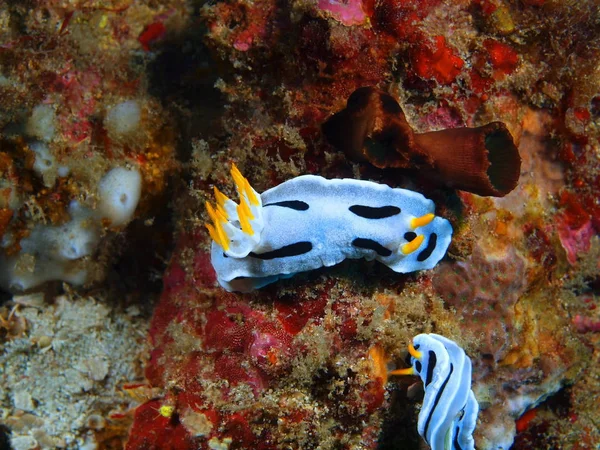 True sea slug, Philippines, Luzon Island, Anilo — Stock Photo, Image