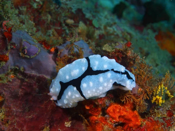 Sanna sea slug, Filippinerna, Luzon Island, Anilo — Stockfoto