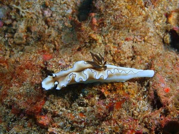 Sanna sea slug, Filippinerna, Luzon Island, Anilo — Stockfoto