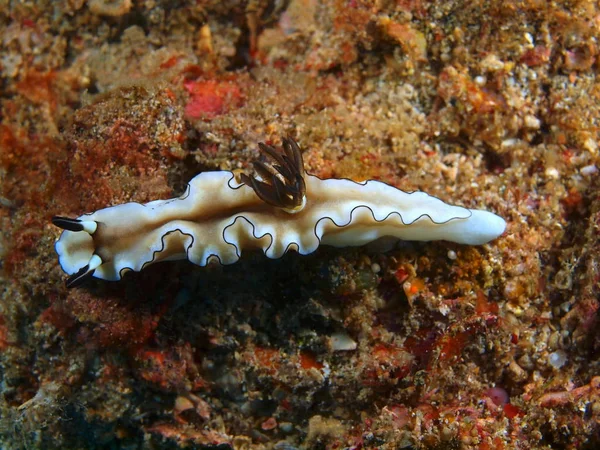 사실 바다 민 달팽이, 필리핀, 루손 섬, Anilo — 스톡 사진