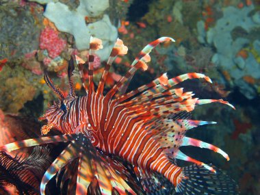 Scorpionfish, Filipinler, Luzon Adası, Anilo