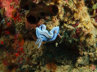 Gerçek deniz yaratığı, Filipinler, Luzon Adası, Anilo