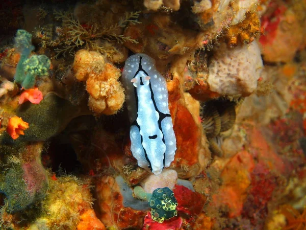 True sea slug, Philippines, Luzon Island, Anilo — Stock Photo, Image