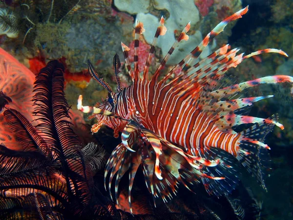 Scorpionfish, Filipiny, Wyspa Luzon, Anilo — Zdjęcie stockowe