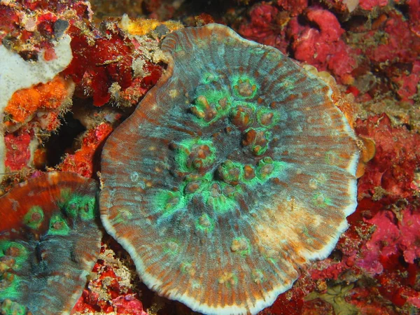 Corallo di pietra, Filippine, Isola di Luzon, Anilo — Foto Stock