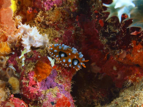 Véritable limace de mer, Philippines, île de Luçon, Anilo — Photo
