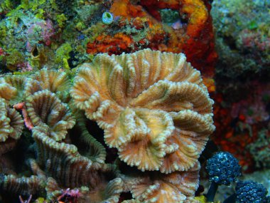 Taş mercan, Filipinler, Luzon Adası, Anilo