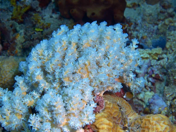 Soft coral, Philippines, Luzon Island, Anilo — Stock Photo, Image