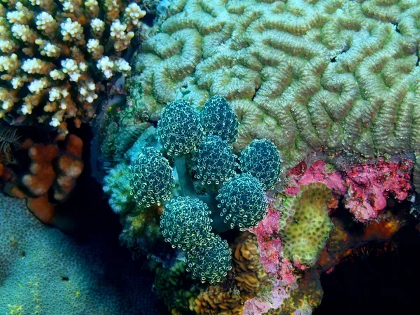 Sea squirt, Philippines, Luzon Island, Anilo — Stock Photo, Image