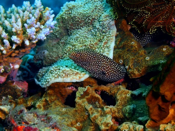 Moray anguila, Filipinas, Isla Luzón, Anilo —  Fotos de Stock