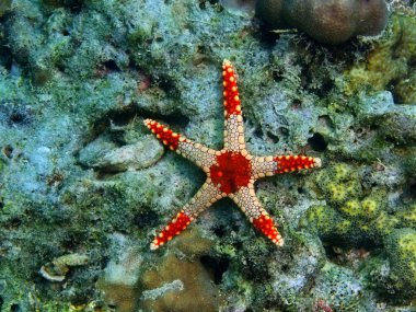 Deniz yıldızı, Filipinler, Luzon Adası, Anilo