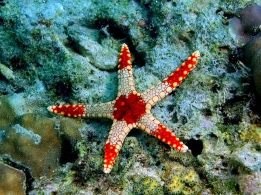 Deniz yıldızı, Filipinler, Luzon Adası, Anilo