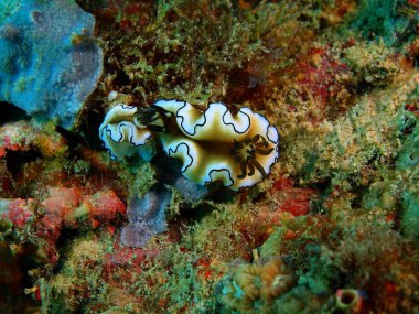 Gerçek deniz yaratığı, Filipinler, Luzon Adası, Anilo