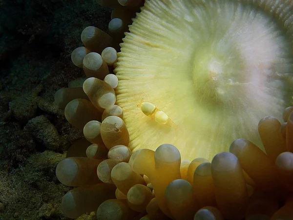 きれいなエビ、フィリピン、ルソン島 Anilo — ストック写真