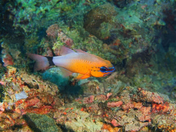 珊瑚鱼, 菲律宾, 吕宋岛, Anilo — 图库照片